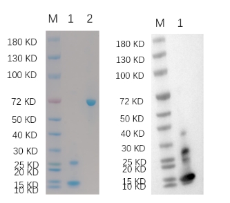 Reducing 4%-20% SDS-PAGE (CBB stained) and WB (Anti-His Mouse Monoclonal antibody) analysis profiles of purified FAM19A5.
1. FAM19A5: 1 μg
2. BSA: 1 μg